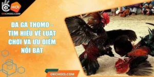 Đá Gà Thomo - Tìm Hiểu Về Luật Chơi Và Ưu Điểm Nổi Bật 1 da ga thomo